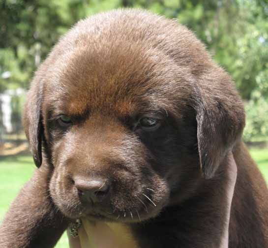 Labrador Retriever for sale, Labrador retriever puppies for sale in